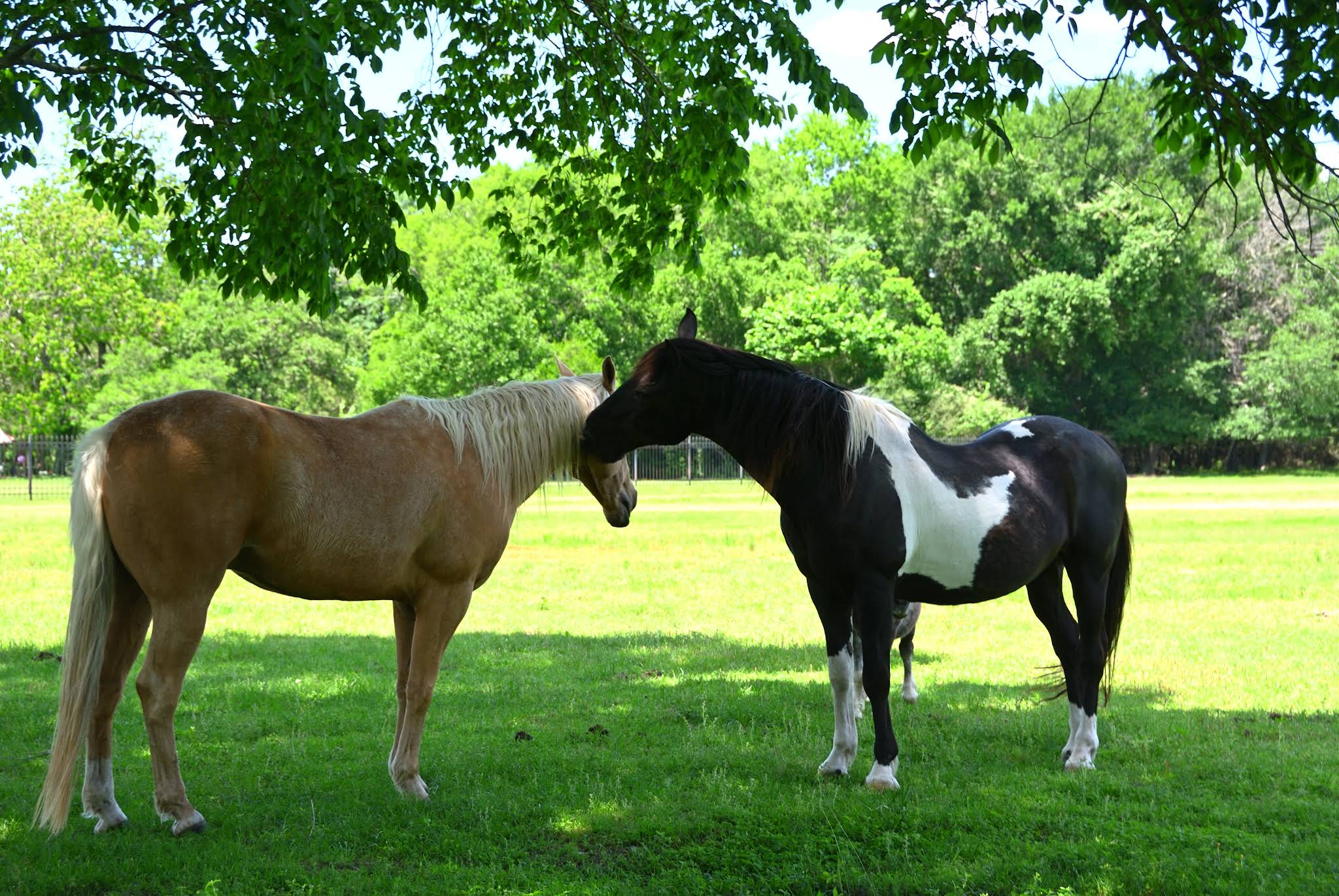 Our mission at The Good Vibe Farm